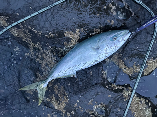 イナダの釣果