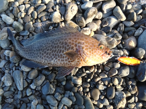 オオモンハタの釣果