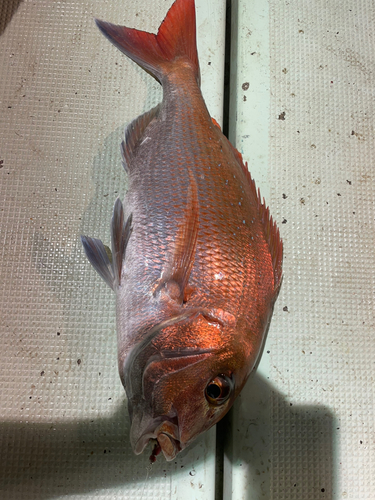 タイの釣果