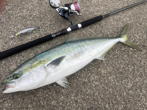 ワラサの釣果