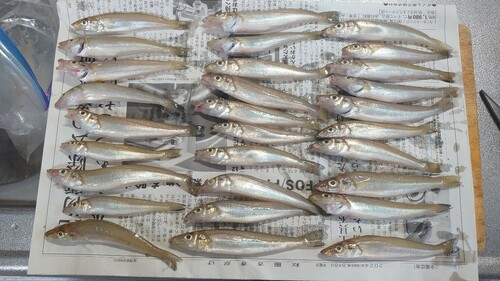 シロギスの釣果