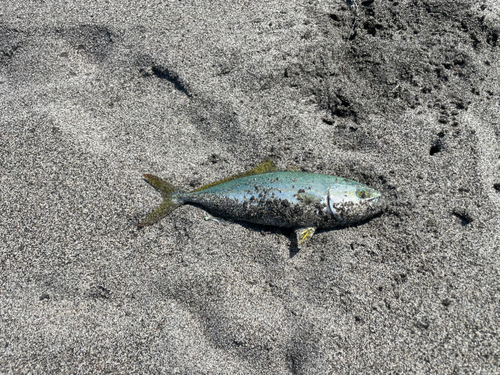 ワカシの釣果