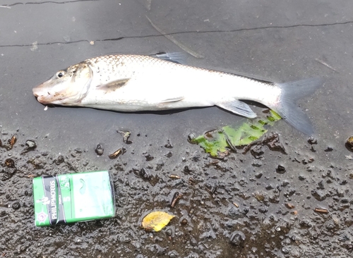 ニゴイの釣果