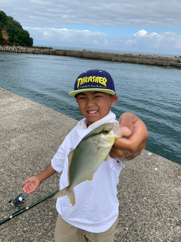 カンパチの釣果