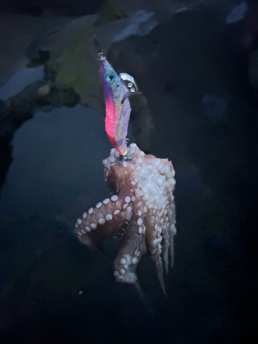 タコの釣果