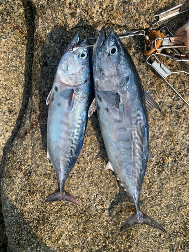 ハガツオの釣果