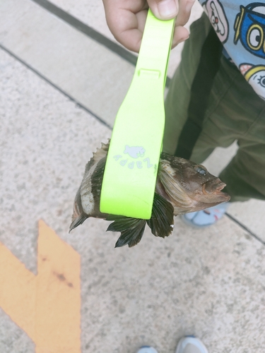 アオハタの釣果