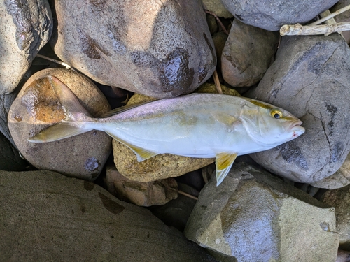 ネリゴの釣果