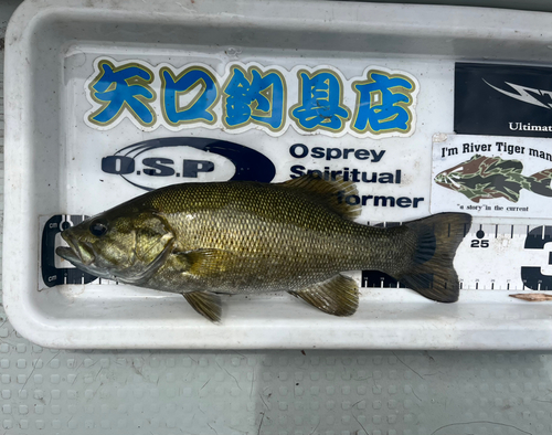 スモールマウスバスの釣果