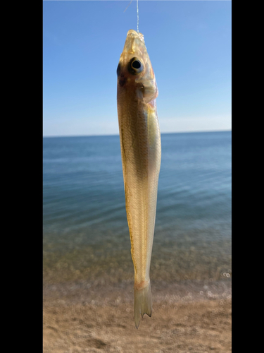 シロギスの釣果