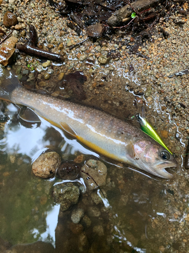 イワナの釣果