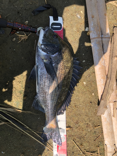 クロダイの釣果