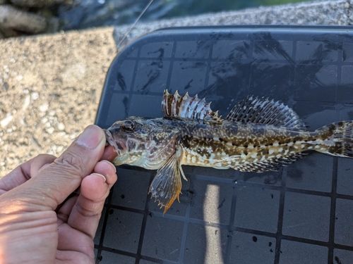 アナハゼの釣果