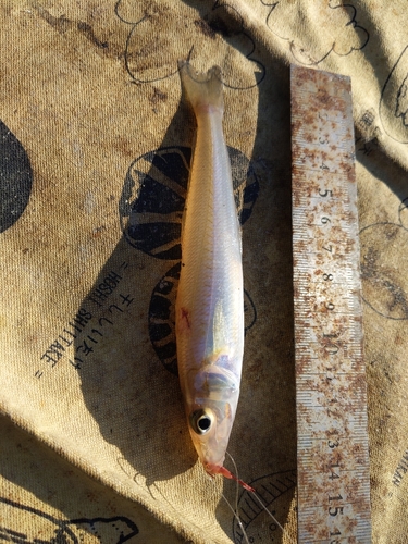 キスの釣果