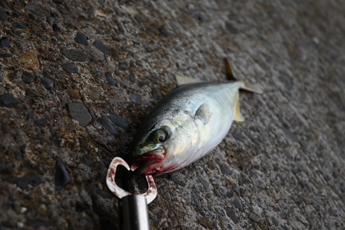 ワカシの釣果