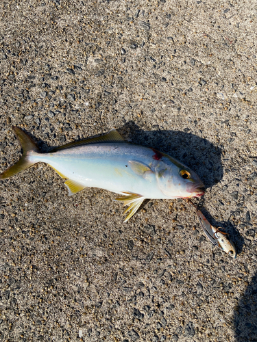 ネリゴの釣果