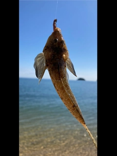 メゴチの釣果