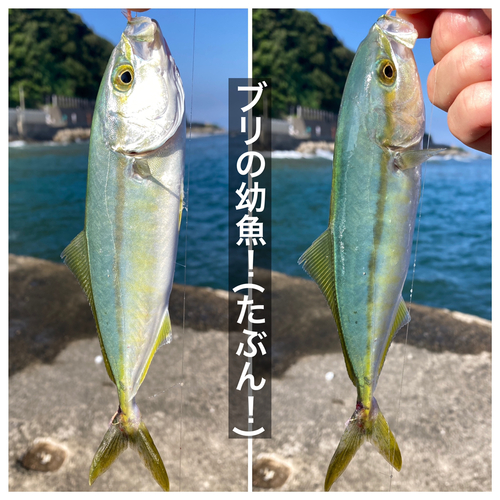 ワカシの釣果