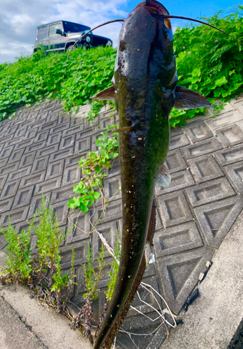 ナマズの釣果