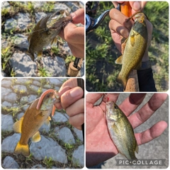 スモールマウスバスの釣果