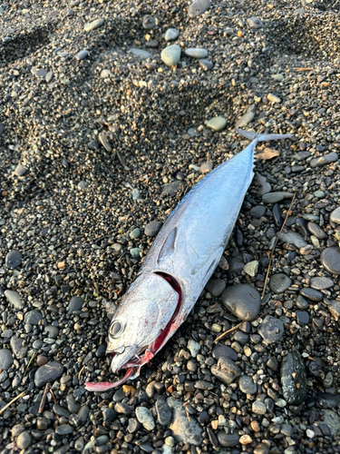 マルソウダの釣果