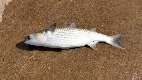 ボラの釣果