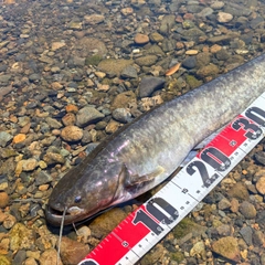 マナマズの釣果