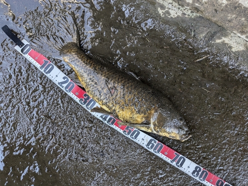 コイの釣果