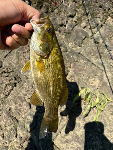 スモールマウスバスの釣果