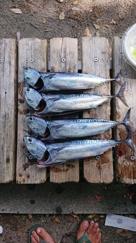 ソウダガツオの釣果