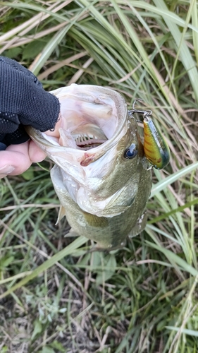 ラージマウスバスの釣果