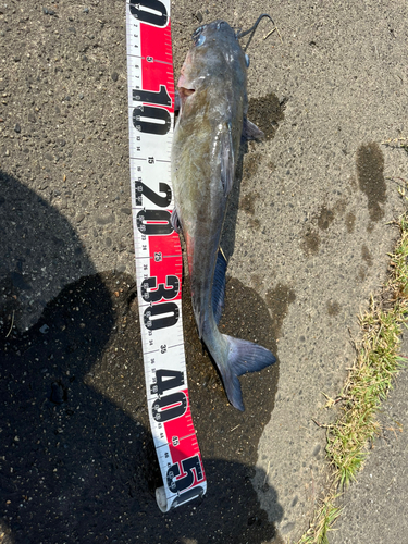 アメリカナマズの釣果