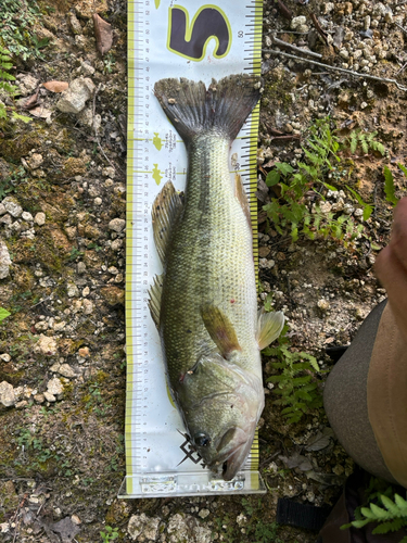 ブラックバスの釣果