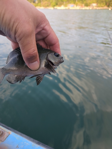 メジナの釣果