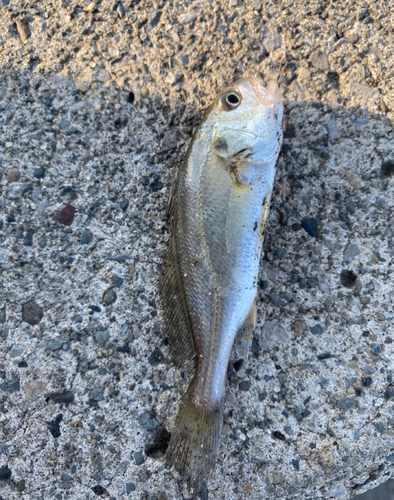 イシモチの釣果