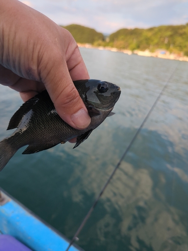 メジナの釣果