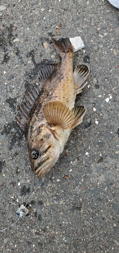 クロソイの釣果