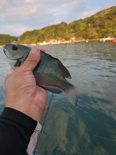 メジナの釣果