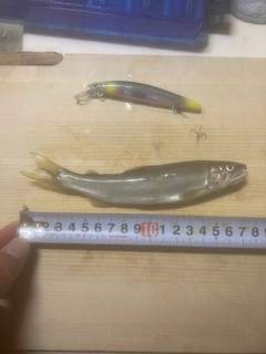 アユの釣果