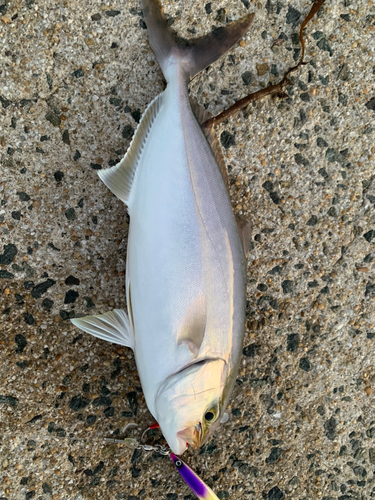 カンパチの釣果