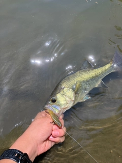 ラージマウスバスの釣果