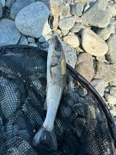 ウグイの釣果