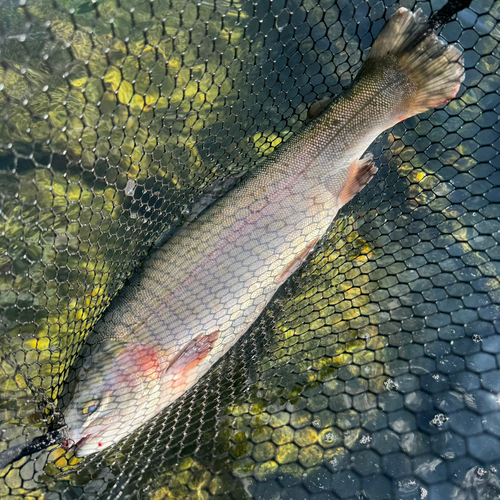 トラウトの釣果