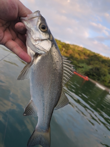 スズキの釣果