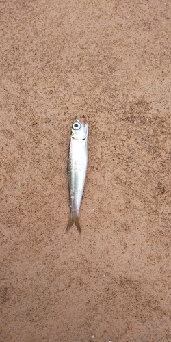 ウルメイワシの釣果