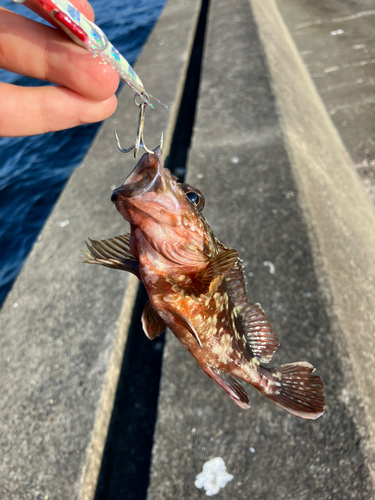 カサゴの釣果