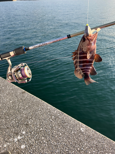 マハタの釣果