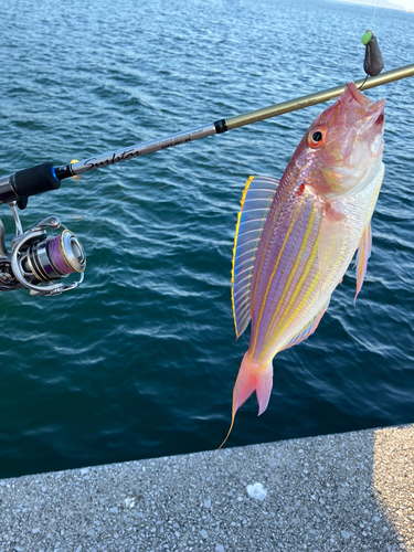 イトヨリダイの釣果