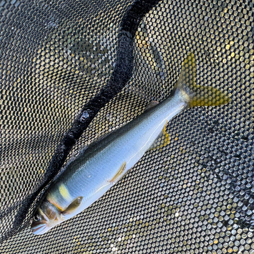 アユの釣果