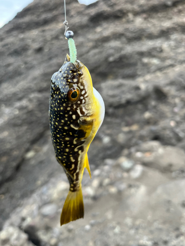 クサフグの釣果